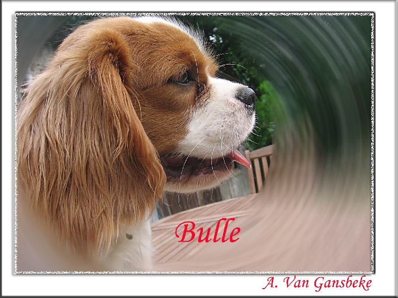 Bulle de la noble cavalière