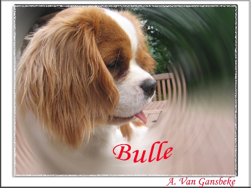 Bulle de la noble cavalière