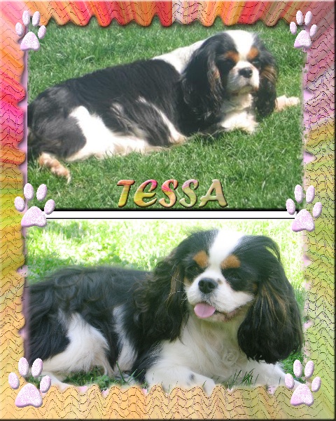 Tessa de la noble cavalière