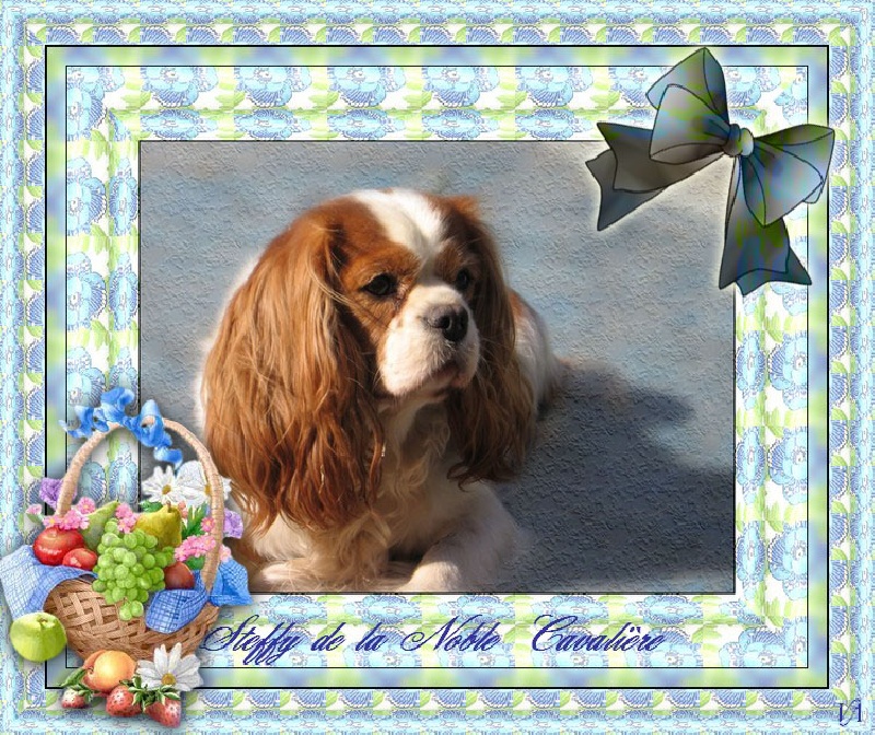 Steffy de la noble cavalière