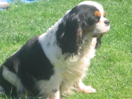 Tessa de la noble cavalière