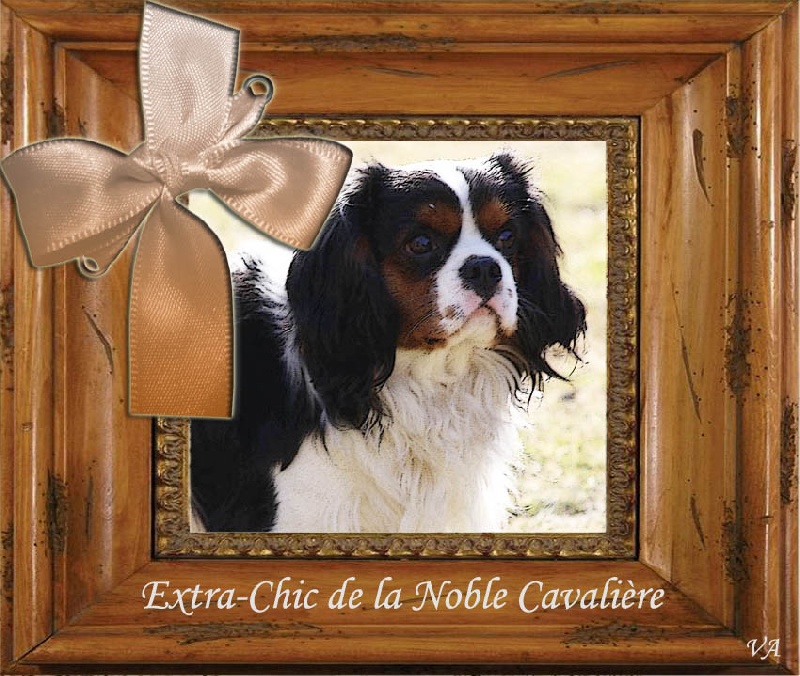 Extra-chic de la noble cavalière