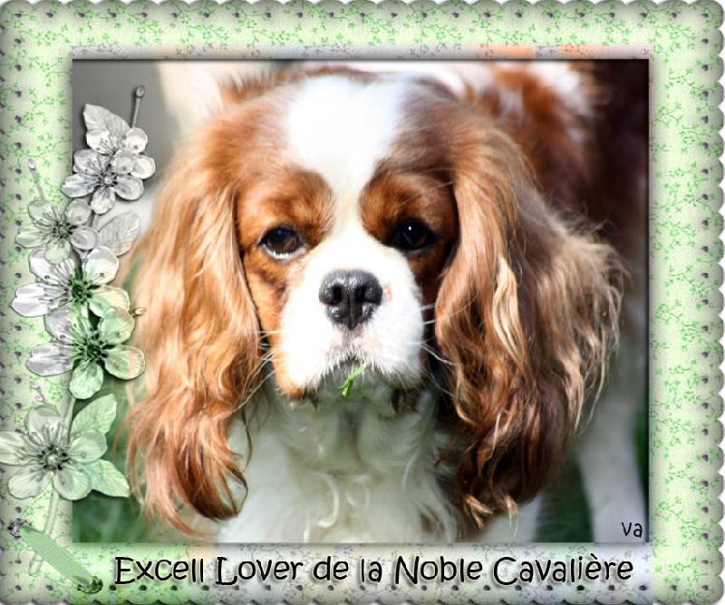 Excell lover de la noble cavalière