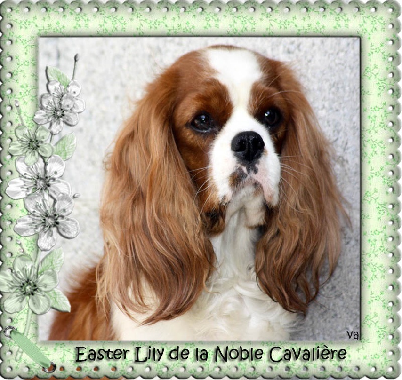 Easter lily de la noble cavalière