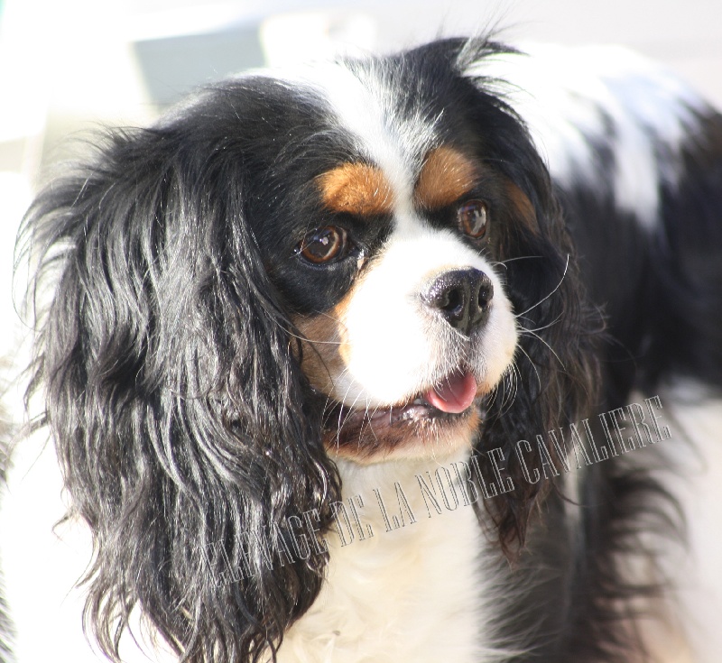 Baccara de la noble cavalière