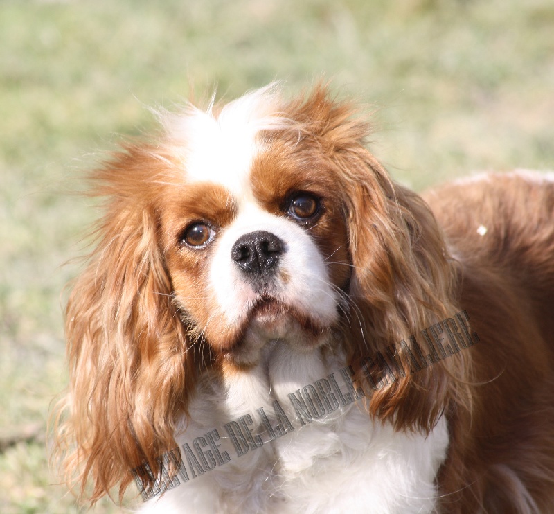 Baby b'loo de la noble cavalière