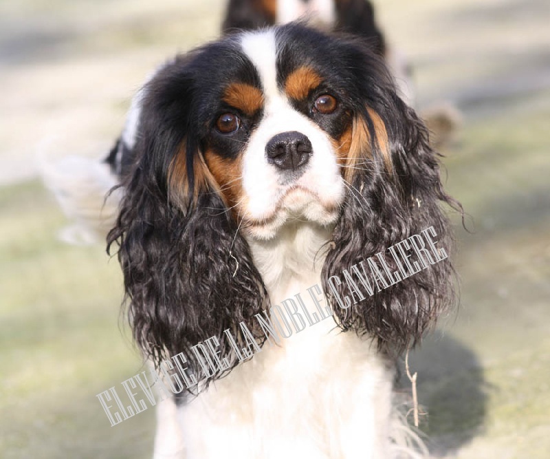 Chelsea de la noble cavalière