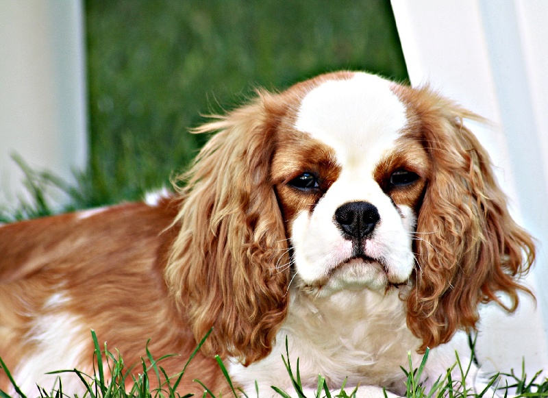 Hillary jo-lee de la noble cavalière