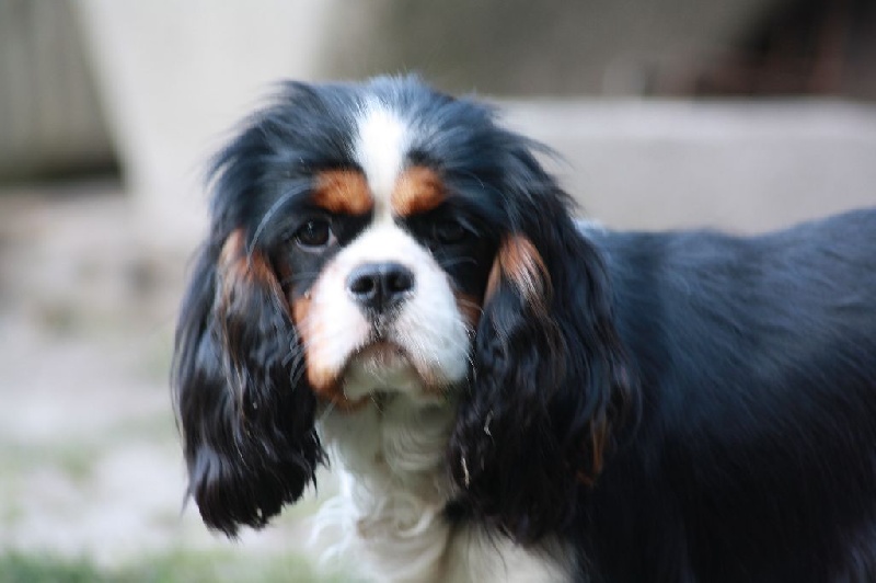 Loona de la noble cavalière