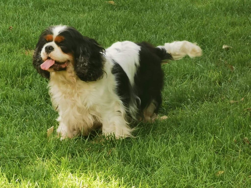 Lara croft de la noble cavalière