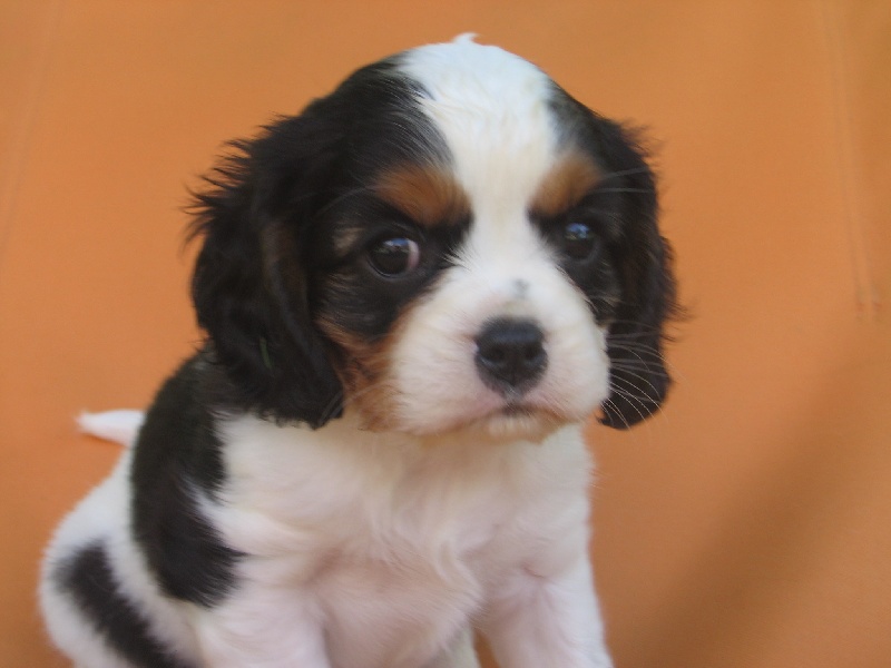 PHOTOS BB 2009-2010-2011